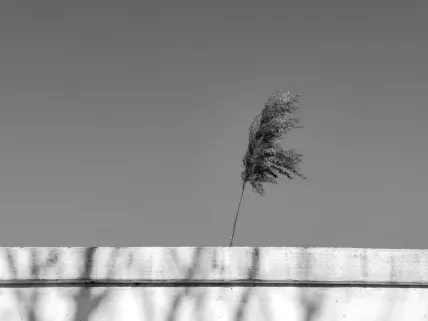 Kazino Napoli Mobilioji programa